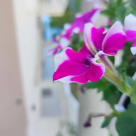 Apartment Ana Molunat